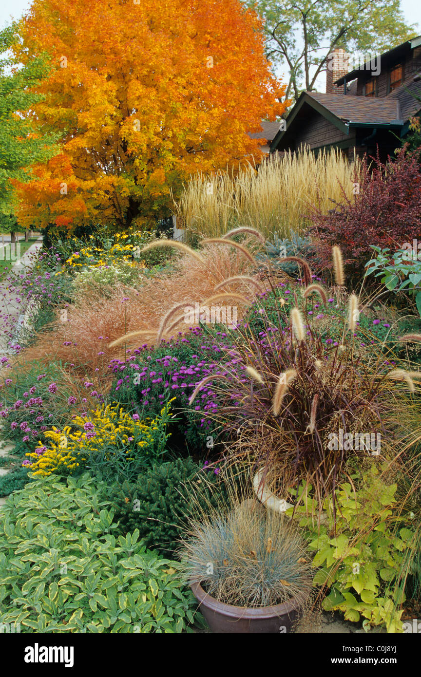 FRONT YARD GARDEN IN OCTOBER WITH GRASSES, GOLDENROD, ASTERS, BLUE FESCUE AND MONTANA MAPLE TREE.  MINNESOTA, U.S.A. Stock Photo