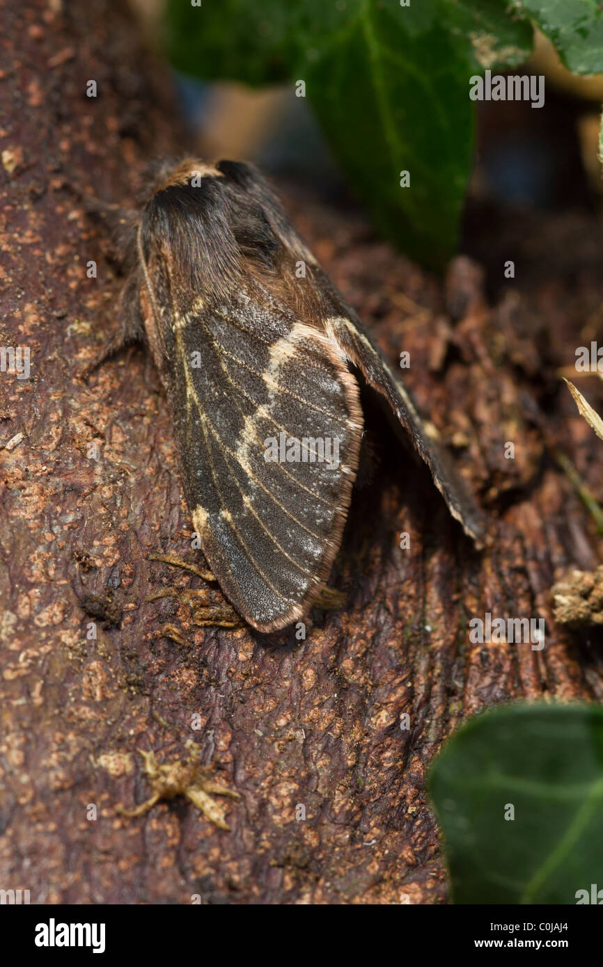 December Moth (Poecilocampu populi) Stock Photo