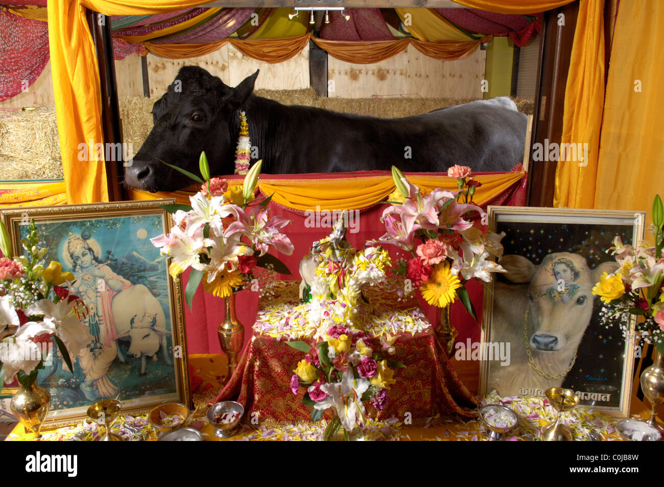 Shambo a Friesian bull lived in the Hindu Skanda Vales Temple before being slaughtered after testing positive for Bovine TB Stock Photo