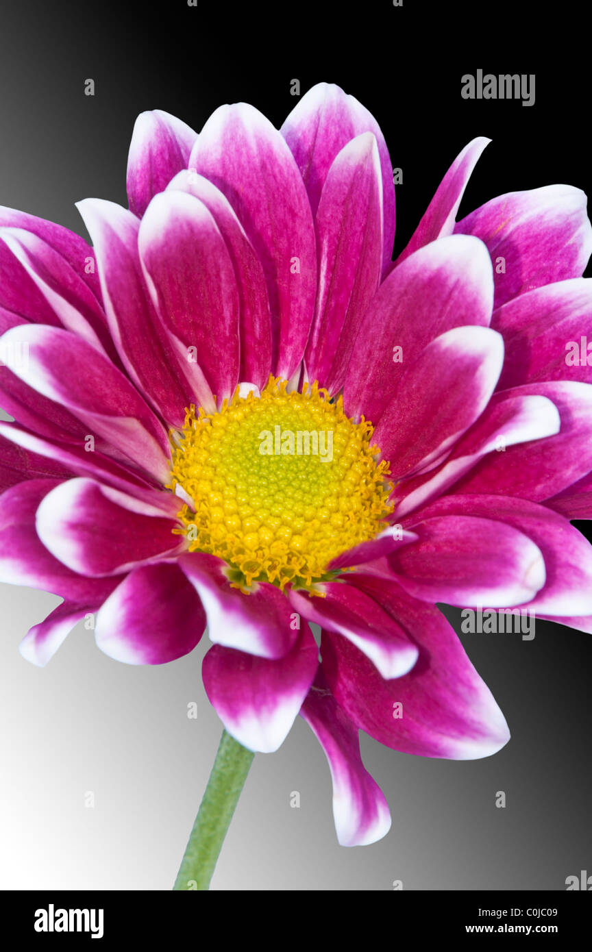 Close up of a bright vivid pink Chrysanthemum Stock Photo