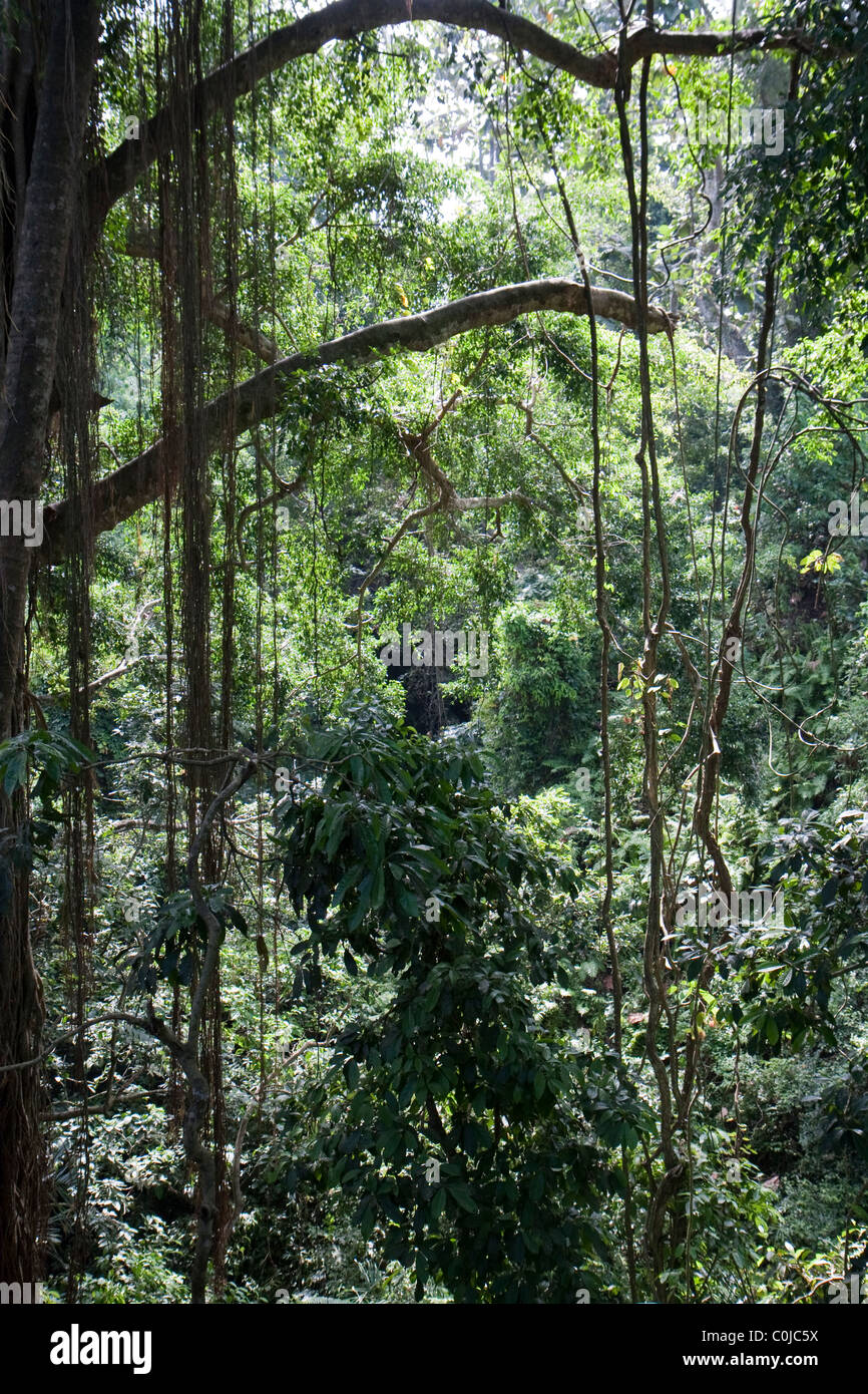 Tropical rainforest, Ubud, Bali, Indonesia Stock Photo - Alamy