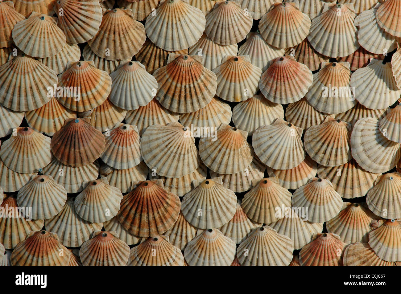 Fan shaped shells hires stock photography and images Alamy
