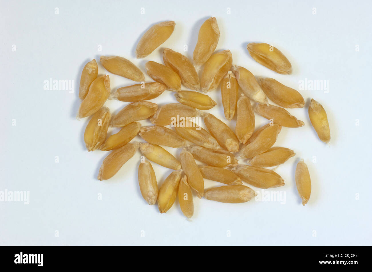 Durum Wheat, Macaroni Wheat (Triticum durum), seeds. Studio picture against a white background. Stock Photo