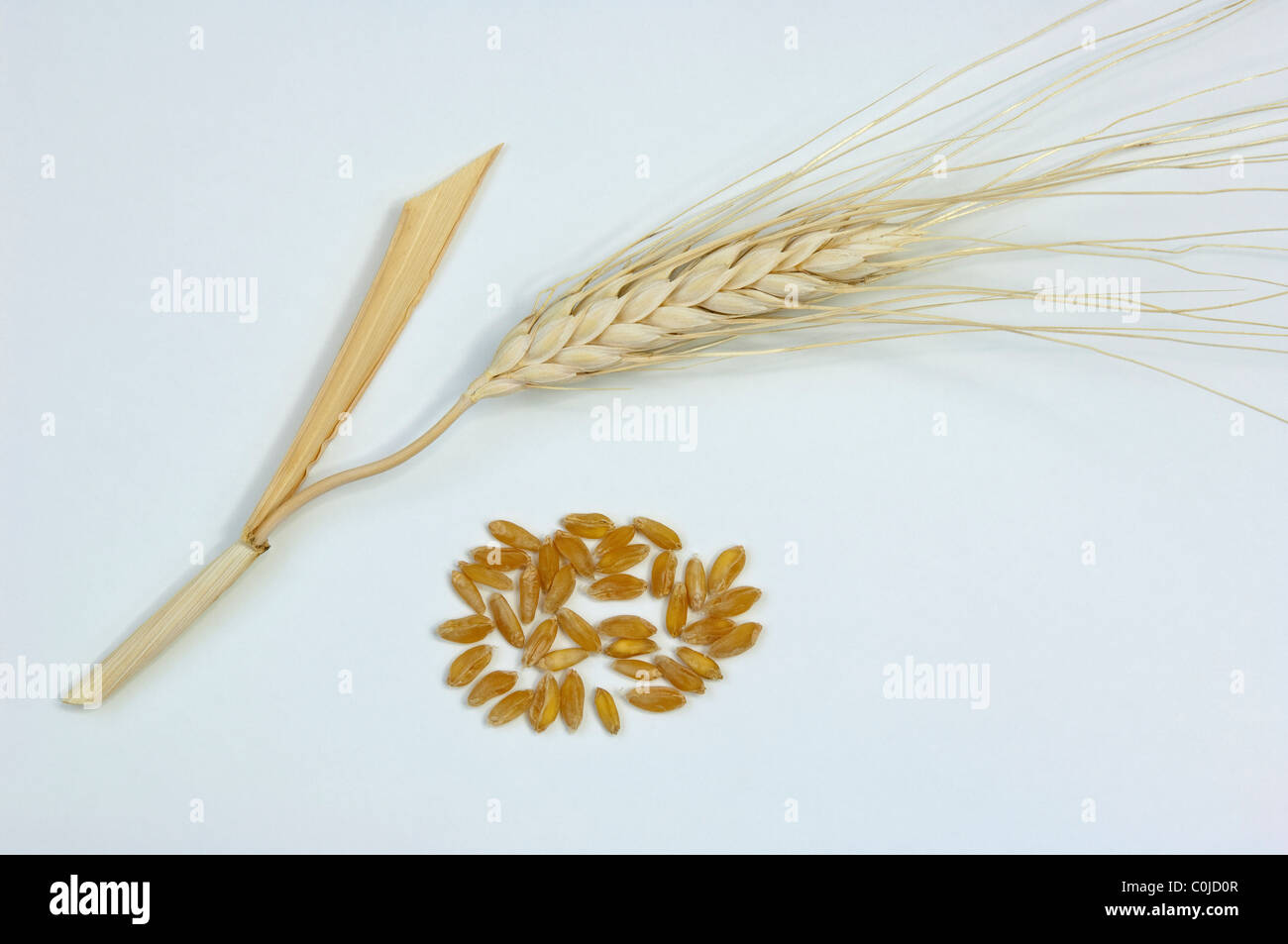 Durum Wheat, Macaroni Wheat (Triticum durum), ear and seeds. Studio picture against a white background. Stock Photo