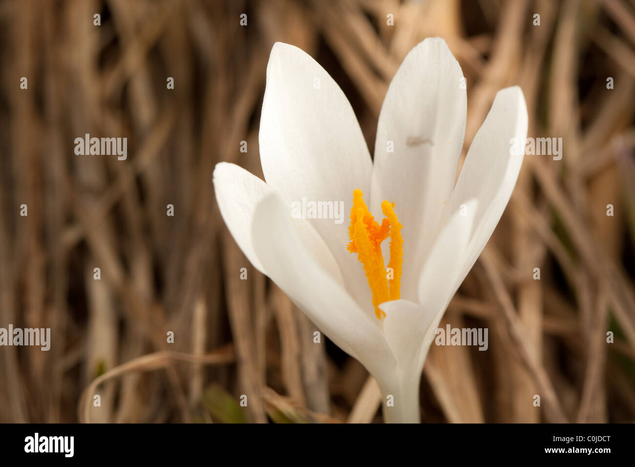 White crocus in nature close up in mountains Stock Photo