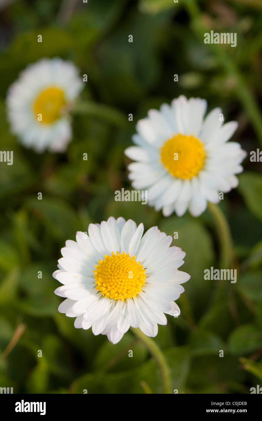 Daisy flowers macro close up in nature Stock Photo