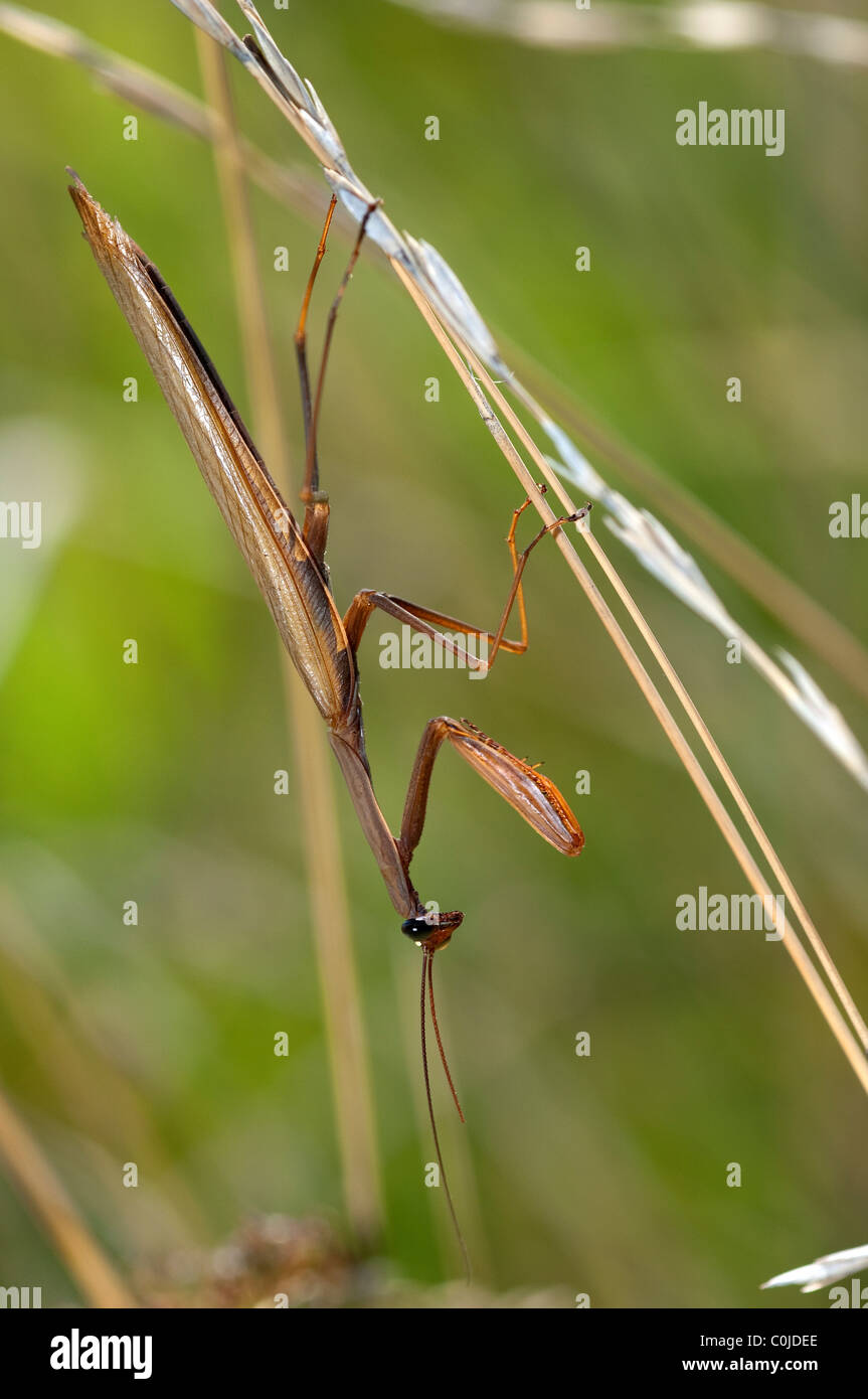 Praying Mantis (Mantis religiosa), male on a stick Stock Photo - Alamy