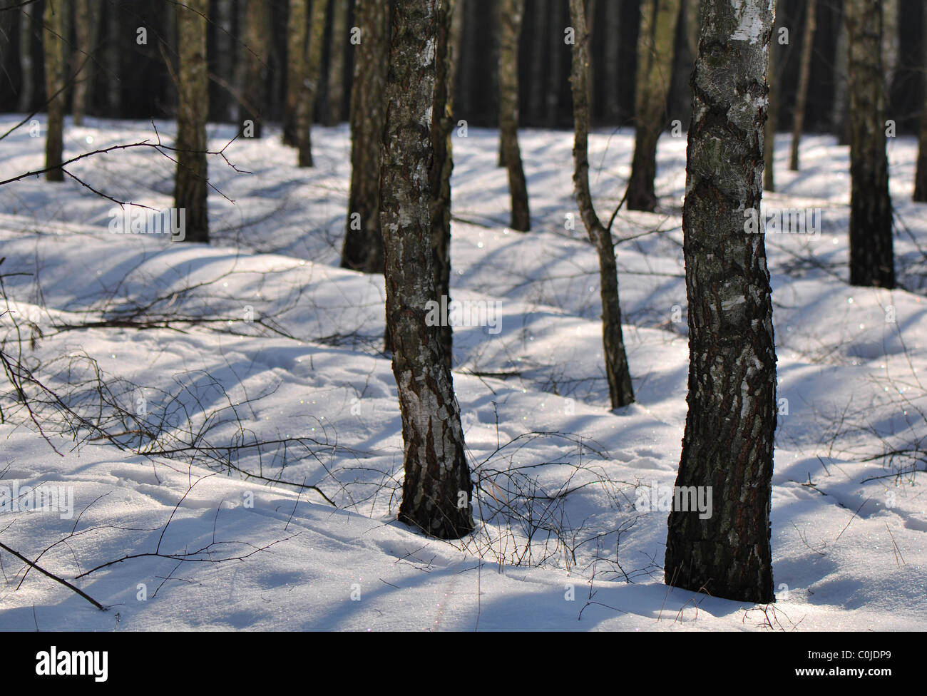 White birch tree christmas hi-res stock photography and images - Alamy