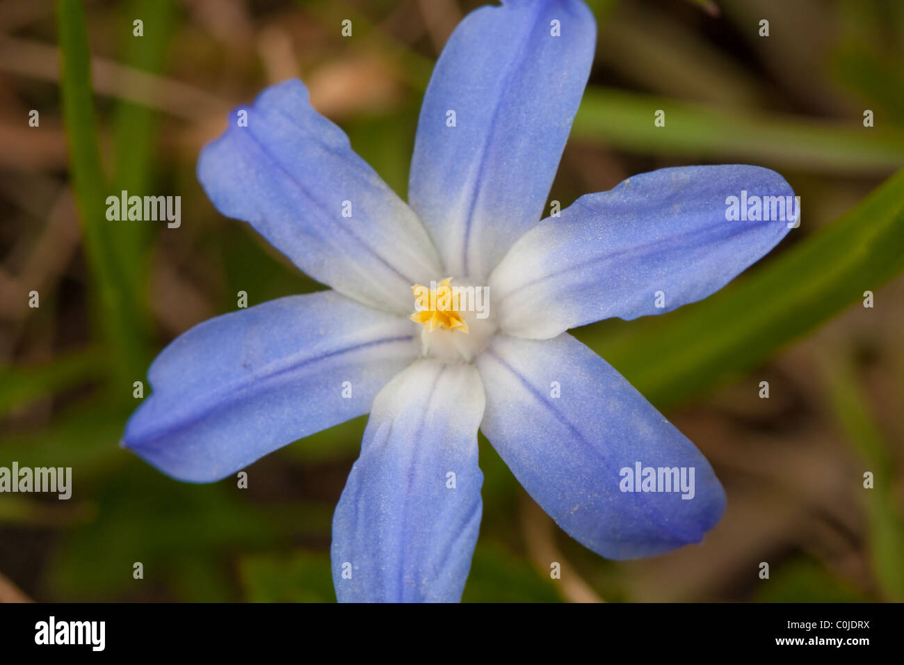 Siberian squill (Scilla siberica) flower macro close up in nature Stock Photo
