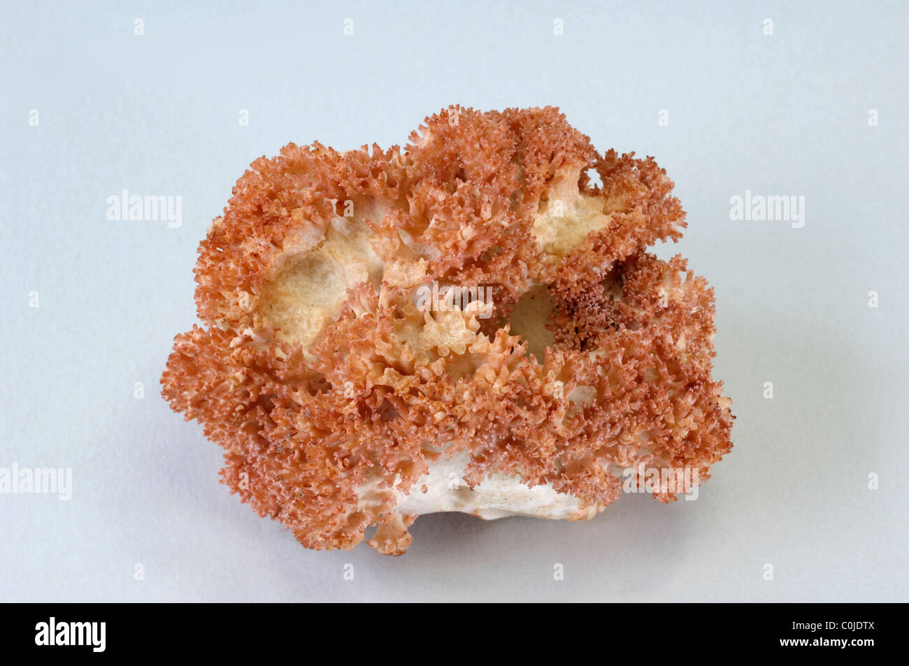 Caulilower Coral (Ramaria botrytis), fruiting body, studio picture against a white background. Stock Photo