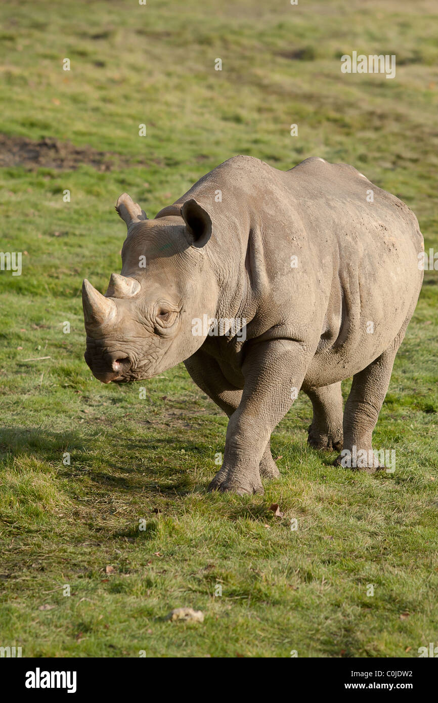 Black Rhino Walking on Grass Stock Photo