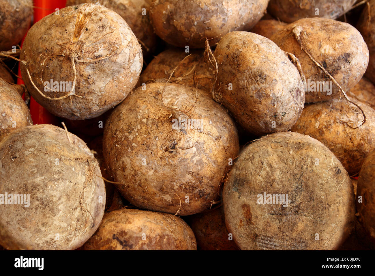 delicious jicama yam bean mexican food vegetable Stock Photo Alamy