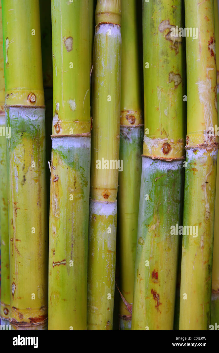 bamboo cane food sugar green trunks in row Stock Photo - Alamy