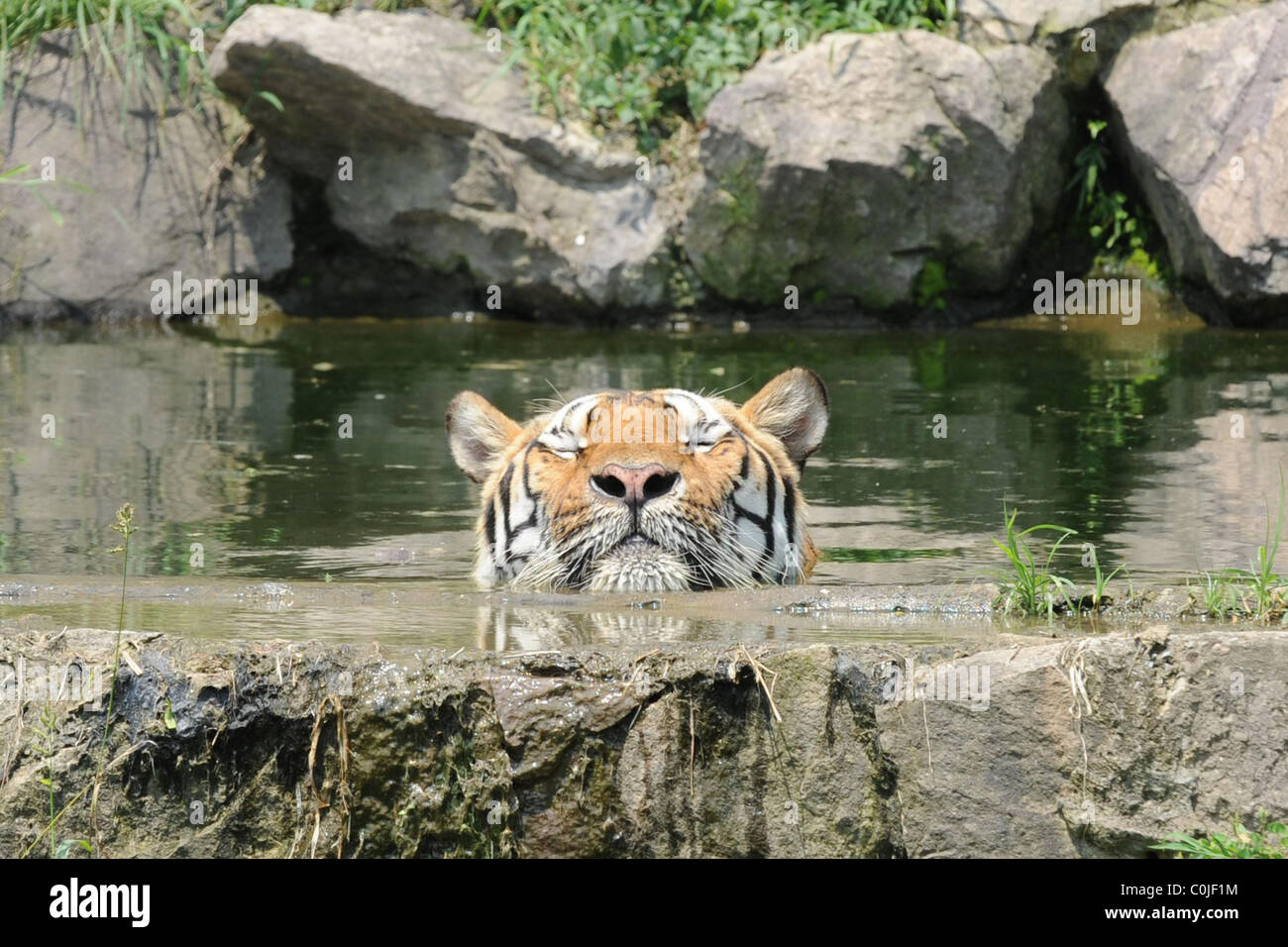 * ANIMALS ENJOY LEISURELY SWIMS All walks of life enjoyed a refreshing swim at Hangzhou Safari Park in China's Zhejiang Stock Photo
