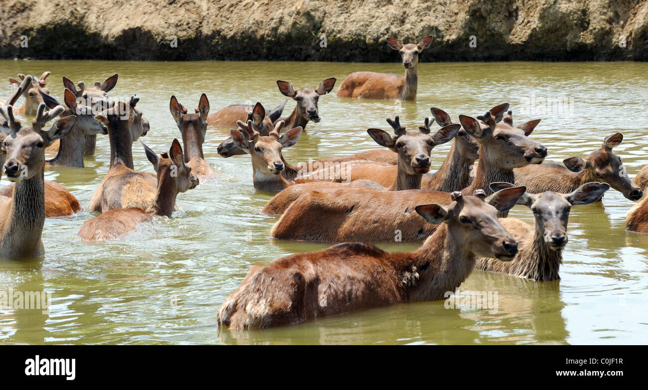 * ANIMALS ENJOY LEISURELY SWIMS All walks of life enjoyed a refreshing swim at Hangzhou Safari Park in China's Zhejiang Stock Photo