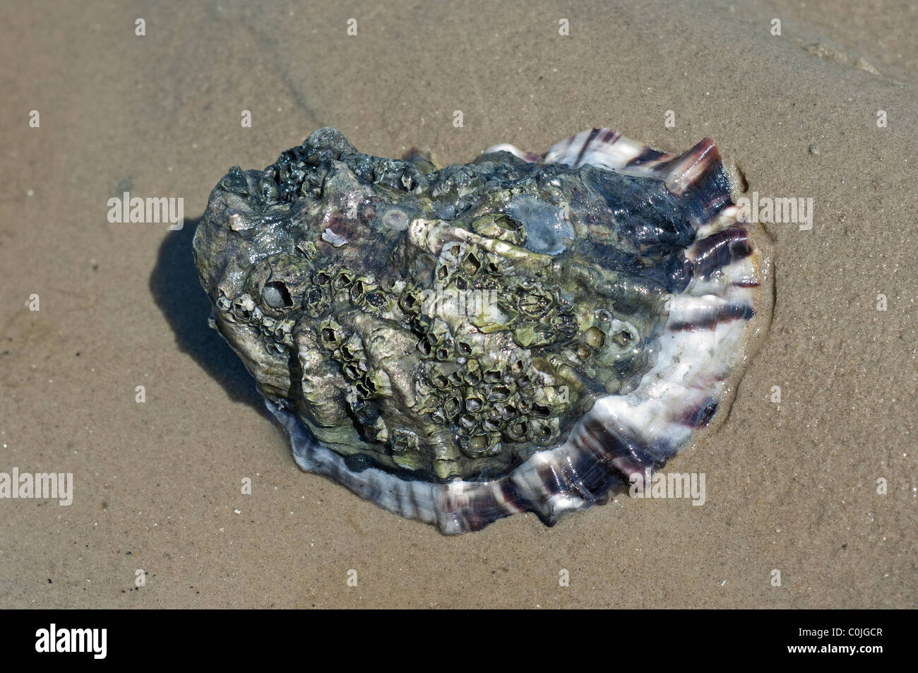 Common Oyster, Flat Oyster, European Flat Oyster (Ostrea edulis). Single individual covered with barnacles on sand. Stock Photo
