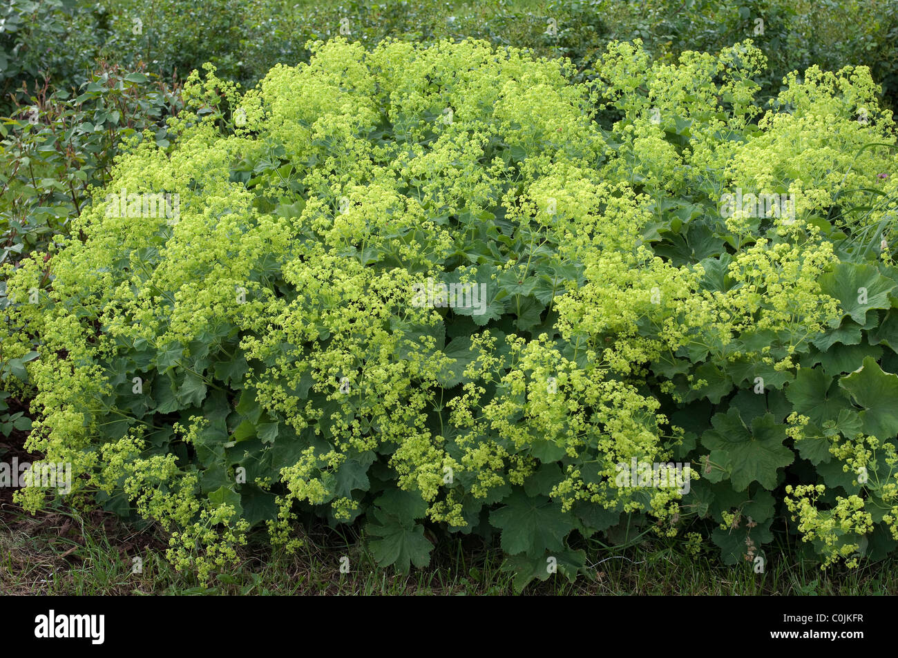 Ladys Mantle (Alchemilla epipsila), flowering plants. Stock Photo