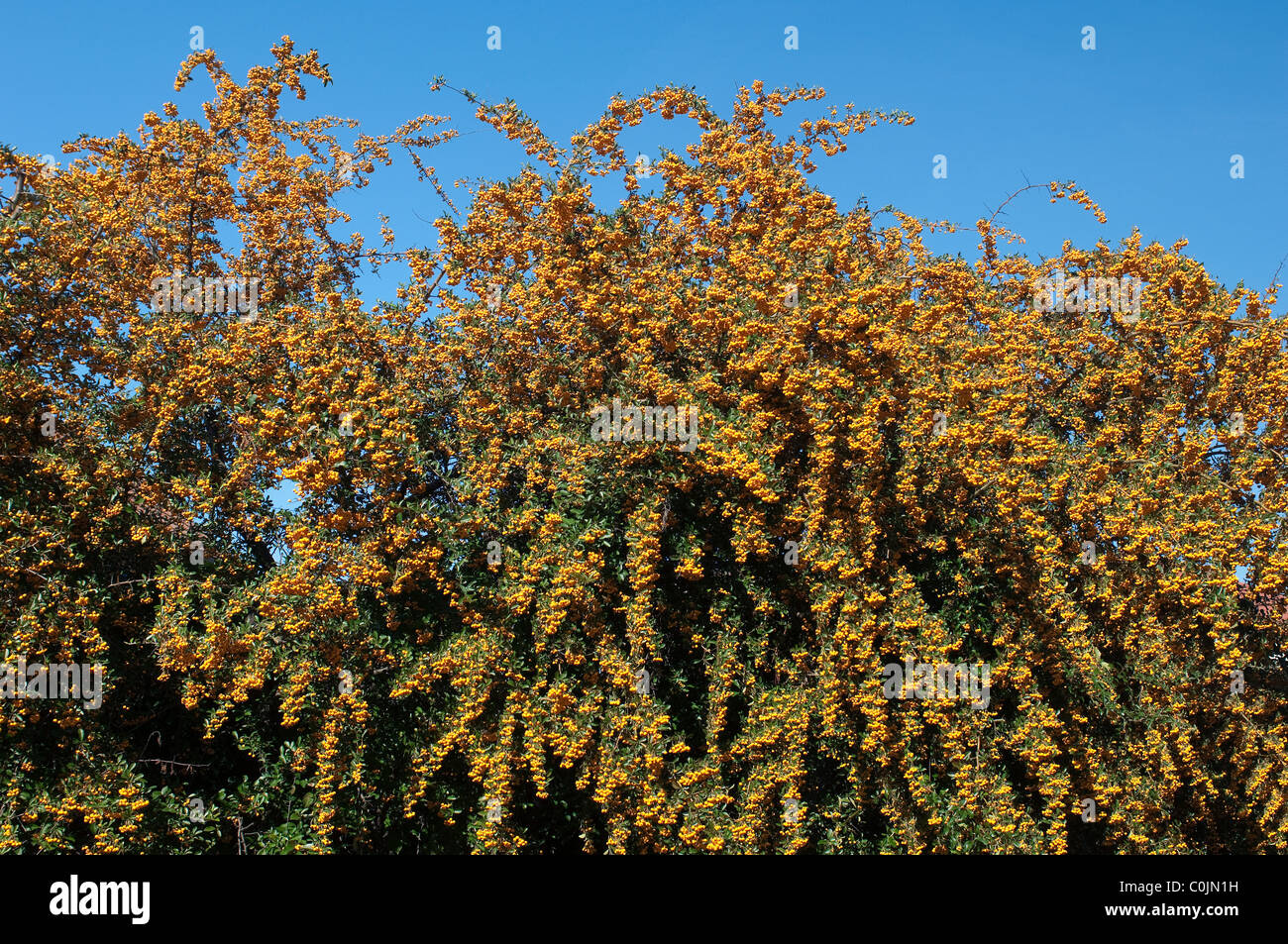Firethorn, Burning Bush (Pyracantha coccinea), hedge with fruit Stock