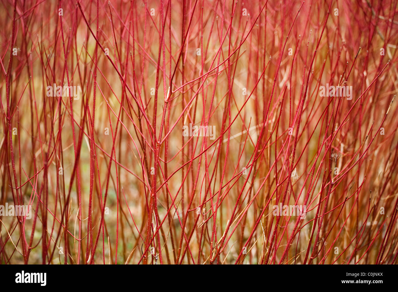 Red Stemmed Dogwood, Cornus alba, in winter Stock Photo