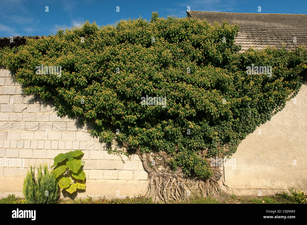 Common Ivy, English Ivy (Hedera helix) growing against and over a wall, Bavaria, Germany. Stock Photo
