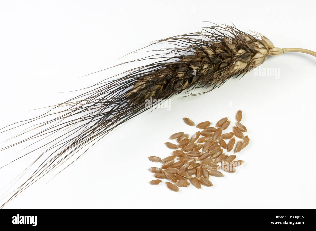 Rivet Wheat (Triticum turgidum), ear and seeds, studio picture against