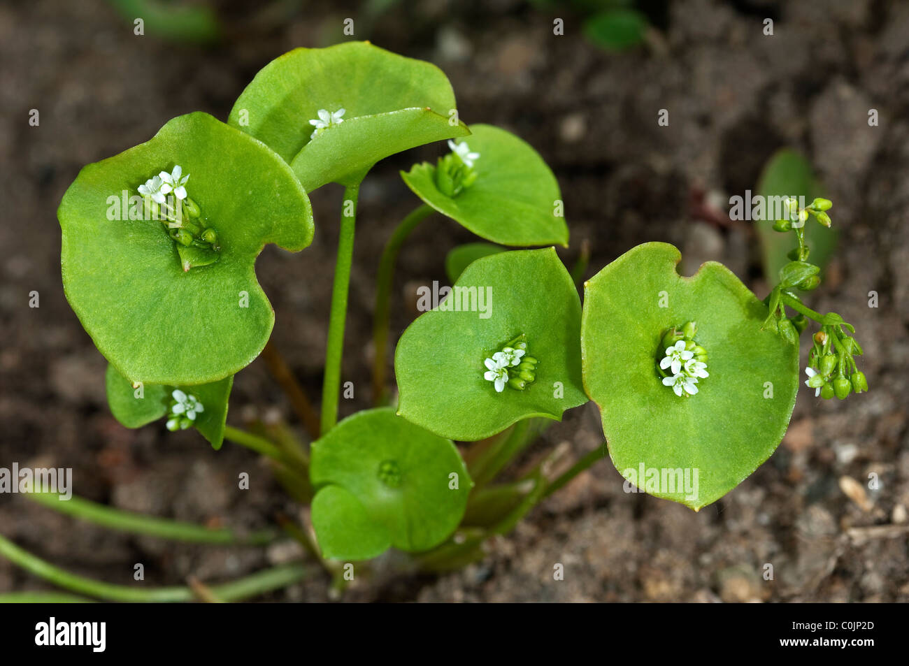 Miners Lettuce, Winter Purslane (Claytonia perfoliata, Montia perfoliata), flowering. Stock Photo