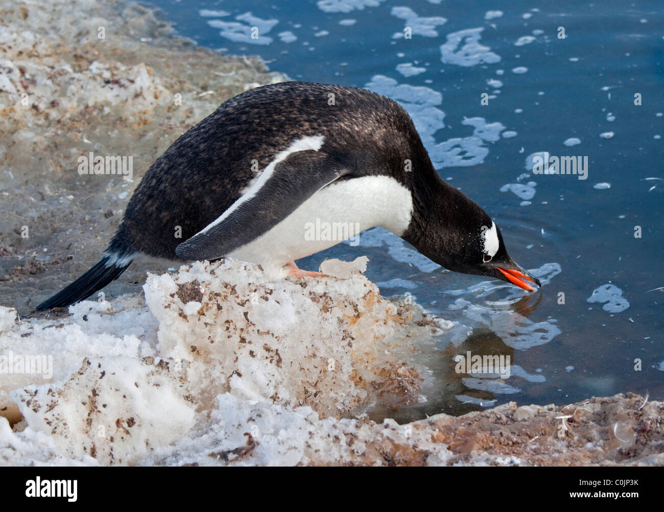Gentoo Penguin (pygoscelis papua) drinking, Port Lockroy, Antarctic