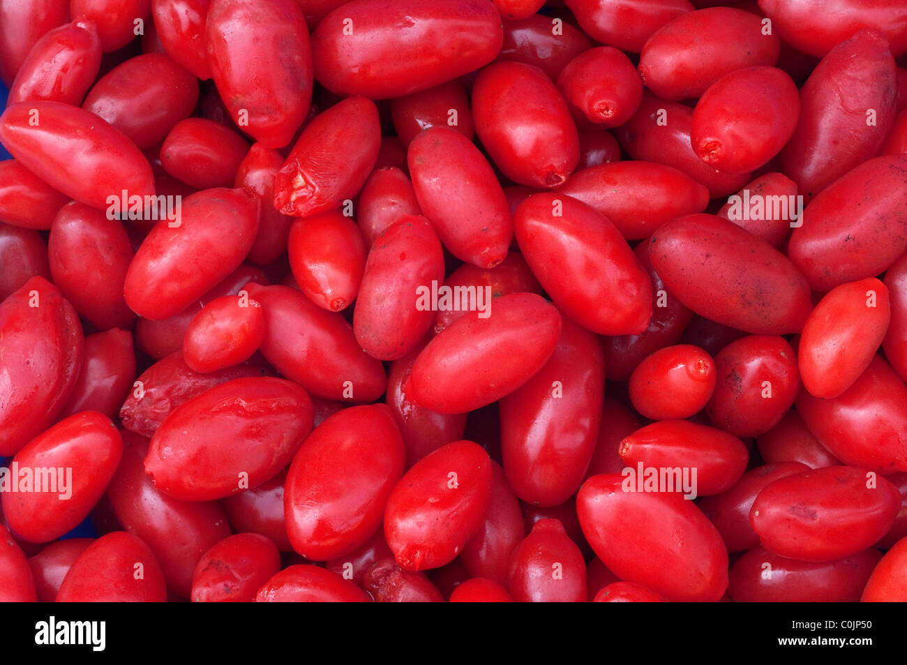 Boxthorn, Chinese Wolfberry (Lycium barbarum), ripe fruit seen from above. Stock Photo