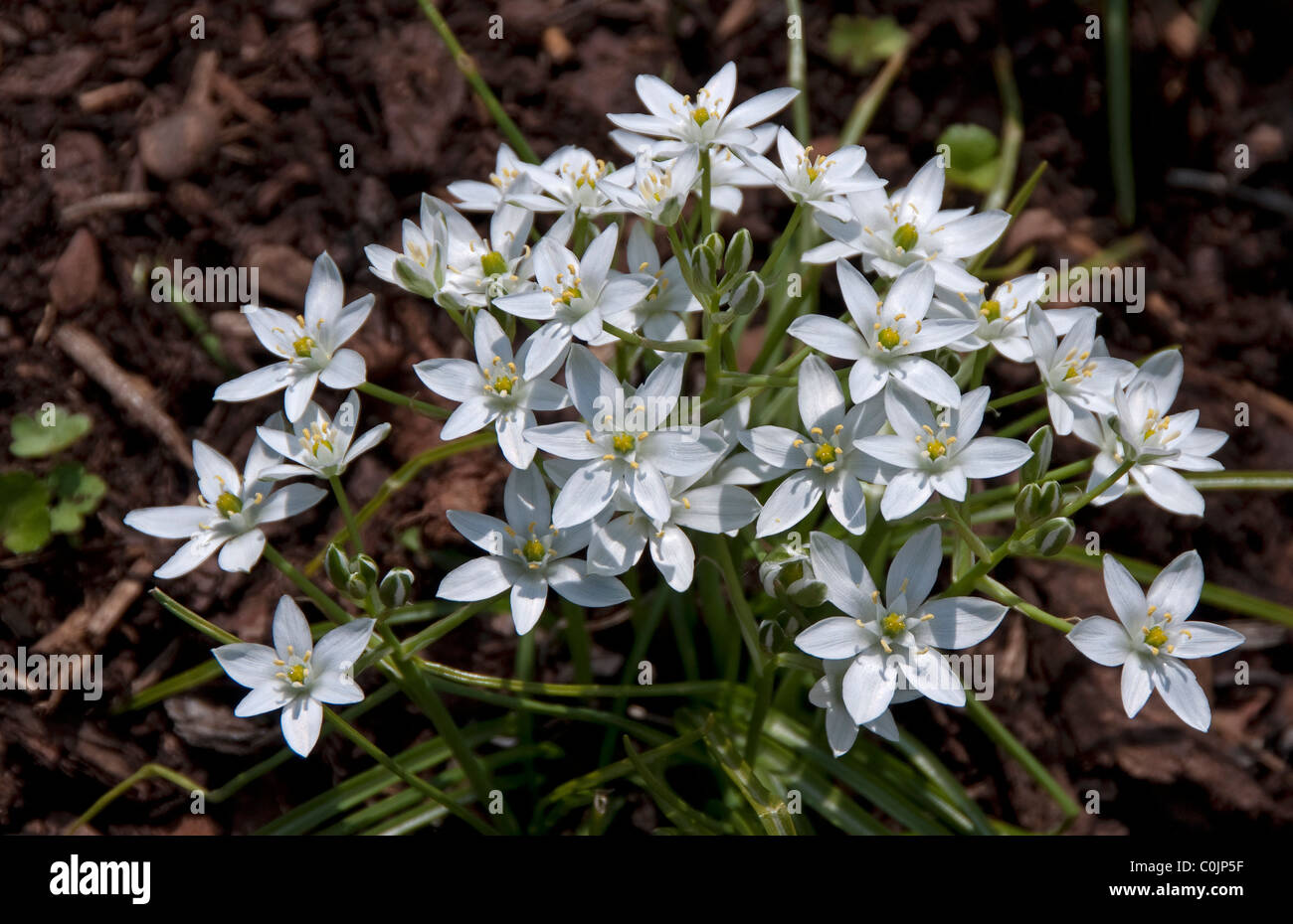 Star-of-Bethlehem, Snowdrop (Ornithogalum umbellatum), flowers. Stock Photo