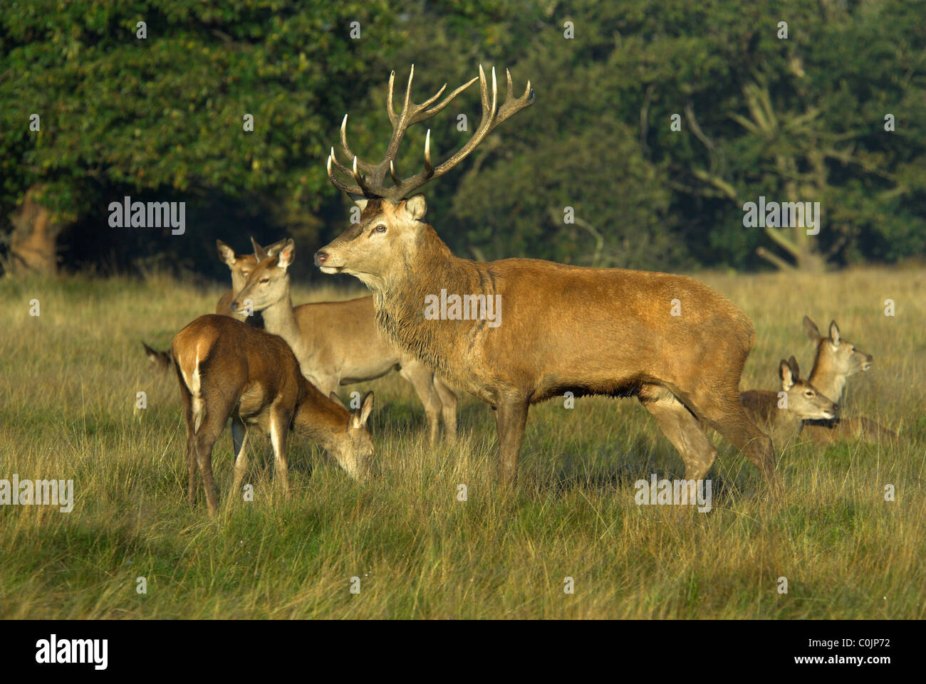 Red deer stag and hinds in autumn, Richmond Park, London UK. October 2008 Stock Photo