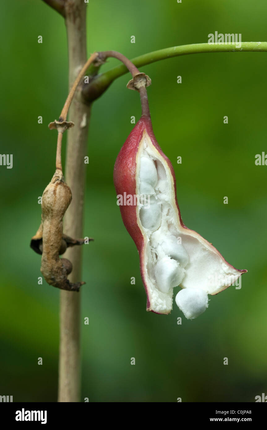 Kola Tree (Cola acuminata). Opening fruit releases the cola nuts. Stock Photo