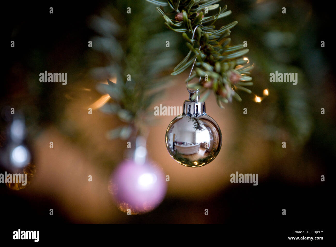 Silver pine tree hi-res stock photography and images - Alamy