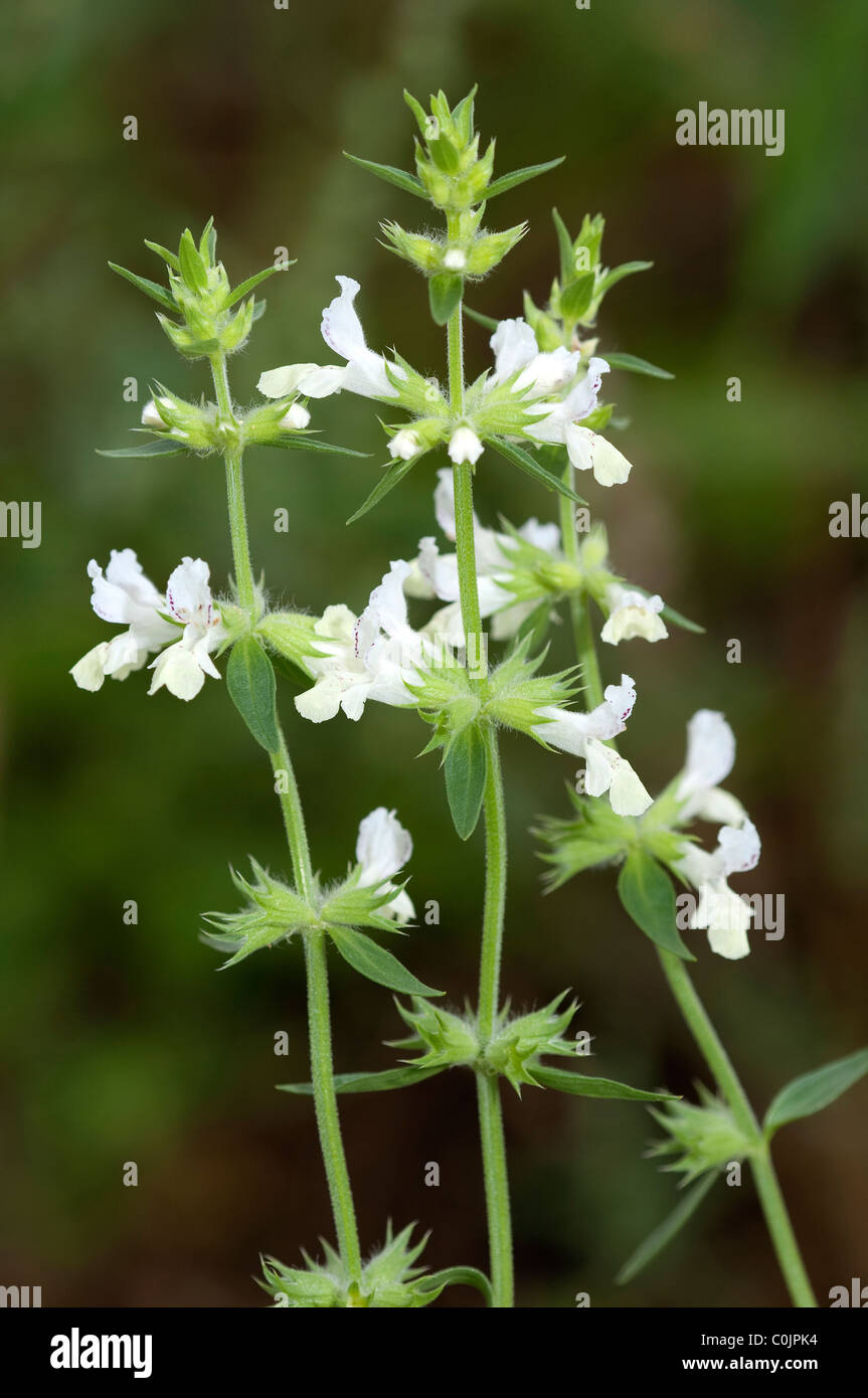 Annual Woundwort (Stachys annua), flowering stems. Stock Photo