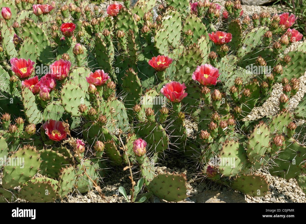 Tulip Prickly Pear, Desert Prickly Pear Cactus (Opuntia phaeacantha var. camanchica Rubra), flowering. Stock Photo