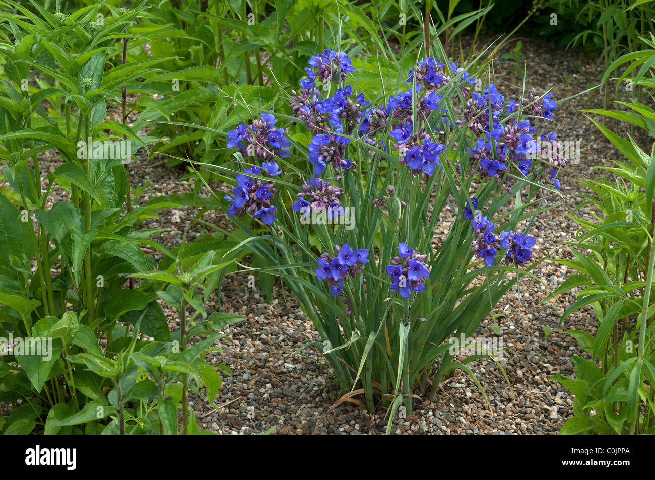 Ohio Spierwort (Tradescantia ohiensis), flowering plant. Stock Photo