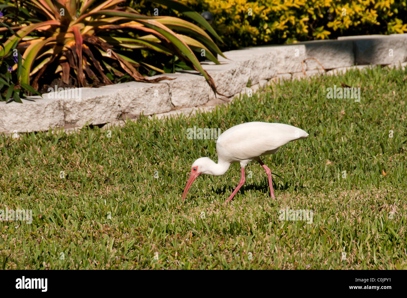 Ibis scavenging in lawn. Stock Photo