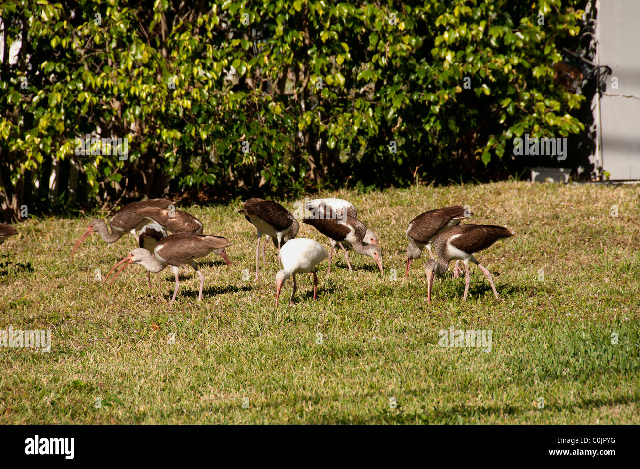 Ibis scavenging in lawn. Stock Photo