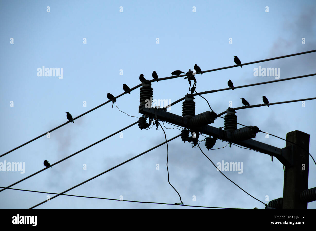 Birds sitting on wires. Stock Photo