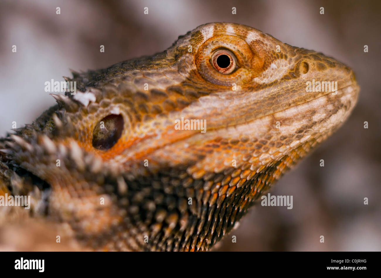 Closeup of the bearded dragon reptile. Stock Photo