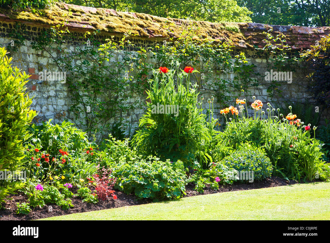A backlit flower border with poppies against a wall in an English country garden in summer Stock Photo