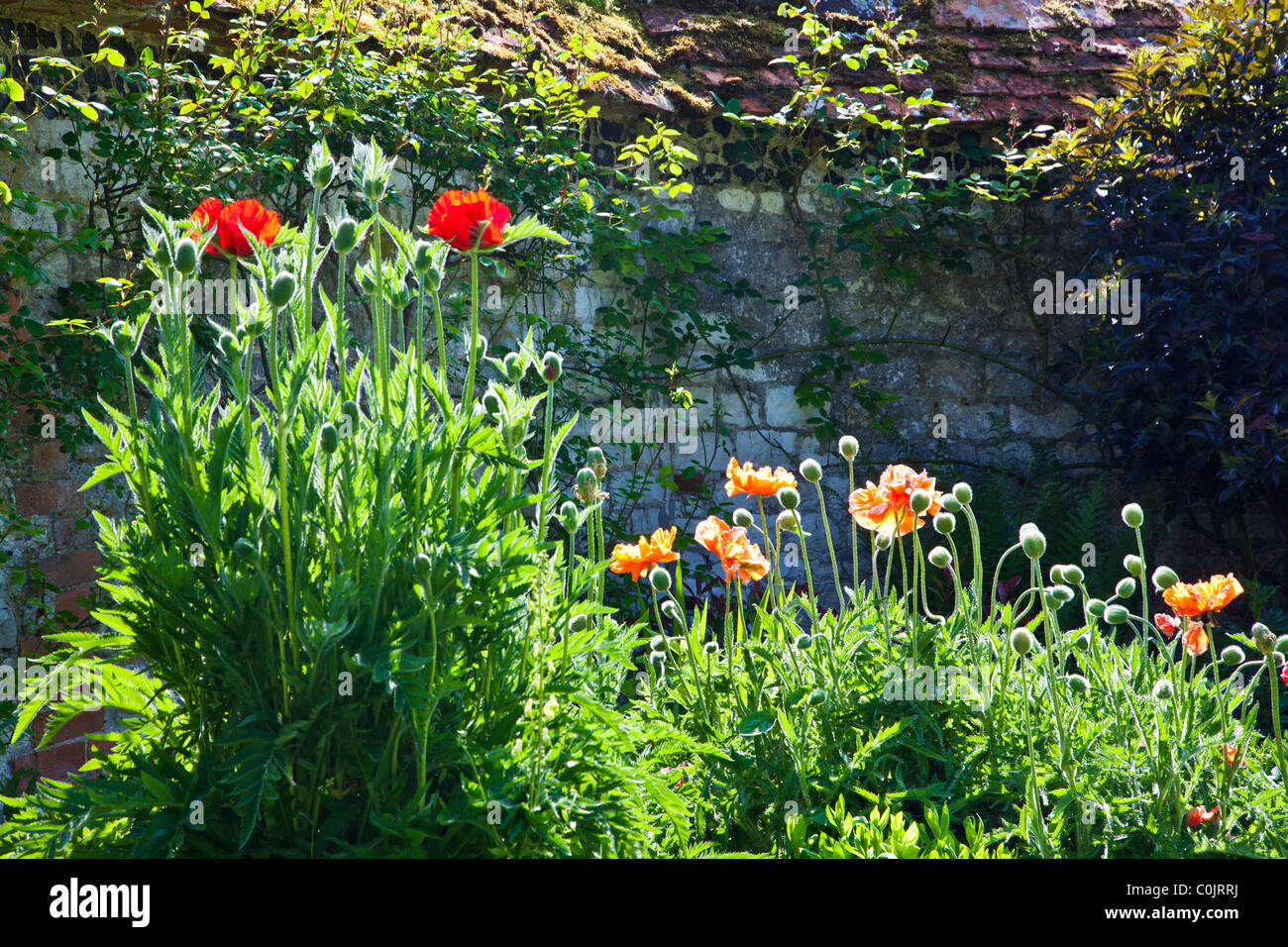 A backlit flower border with poppies against a wall in an English country garden in summer Stock Photo