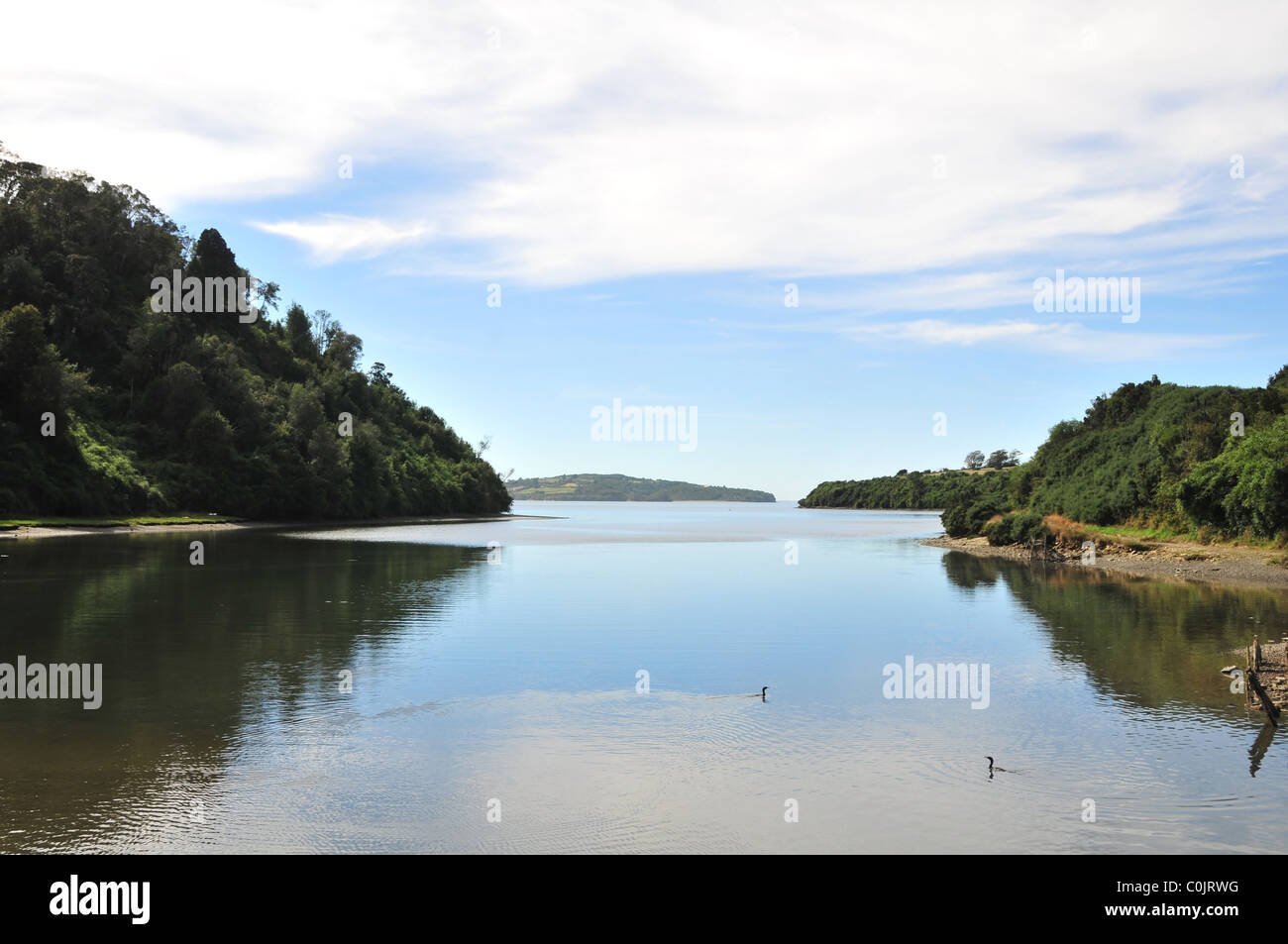 View between Ancud and Quetalmahue of two Great Grebes swimming on a woodland inlet of Quetalmahue Gulf, Chiloe Island, Chile Stock Photo