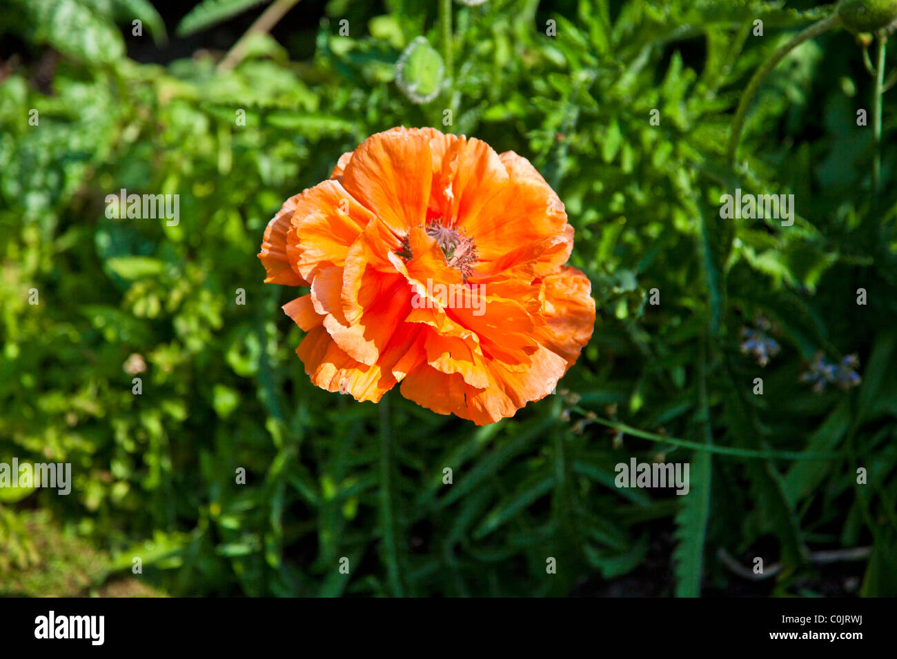 An orange poppy flower in a garden in summer Stock Photo