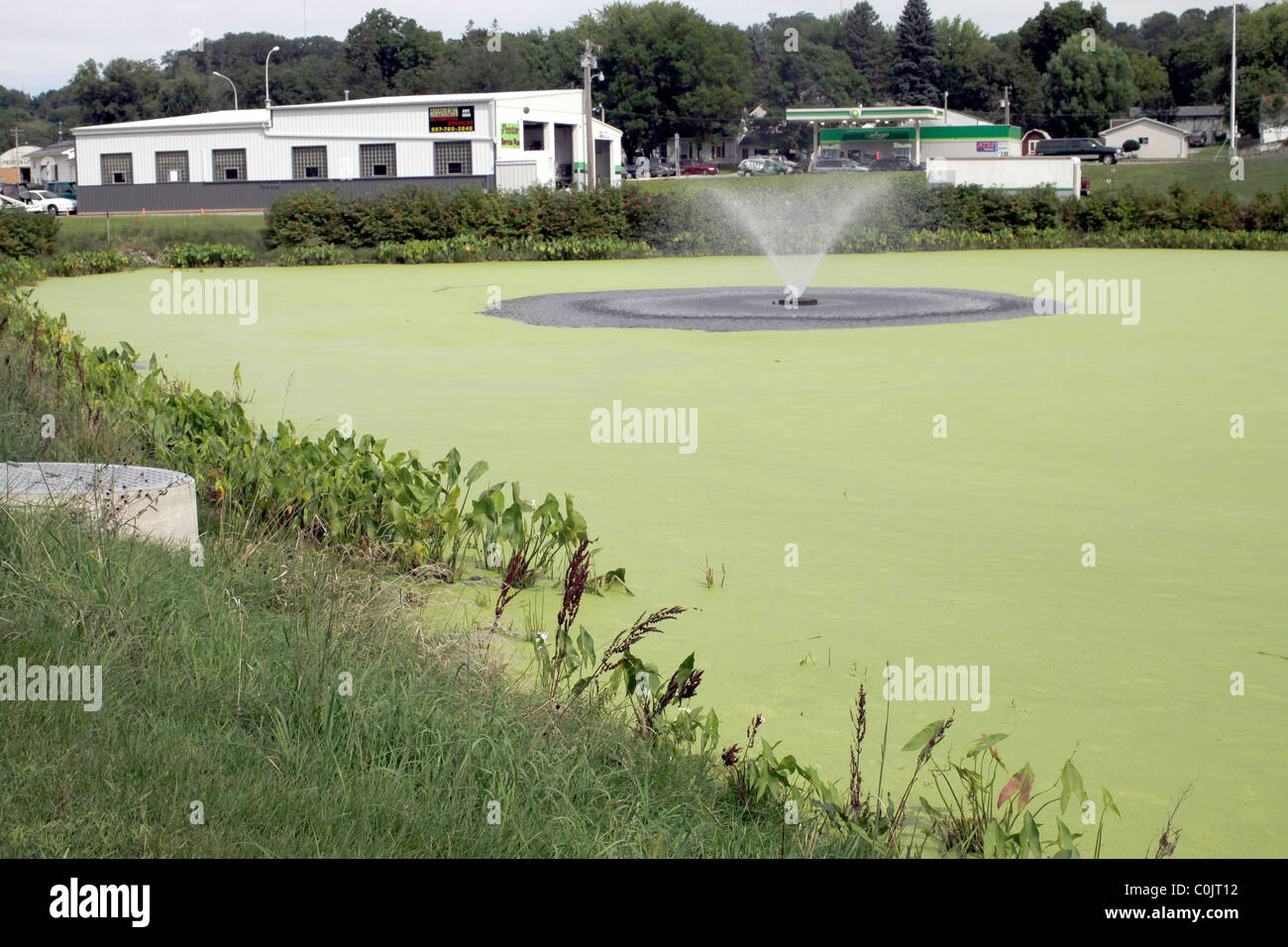 Bright green bloom (eutrophication) in a pond with a ...