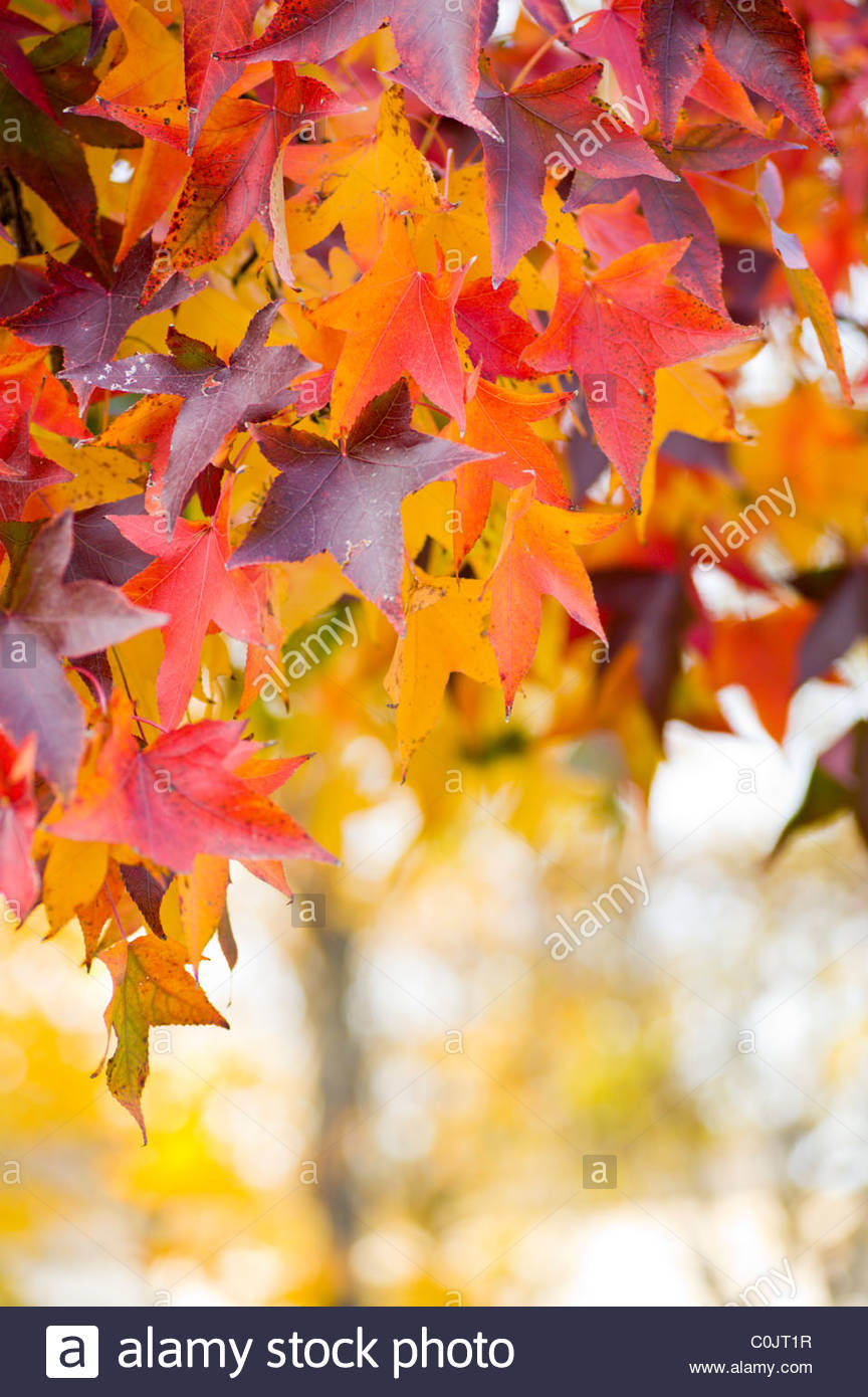 Leaves on tree in autumn. Stock Photo