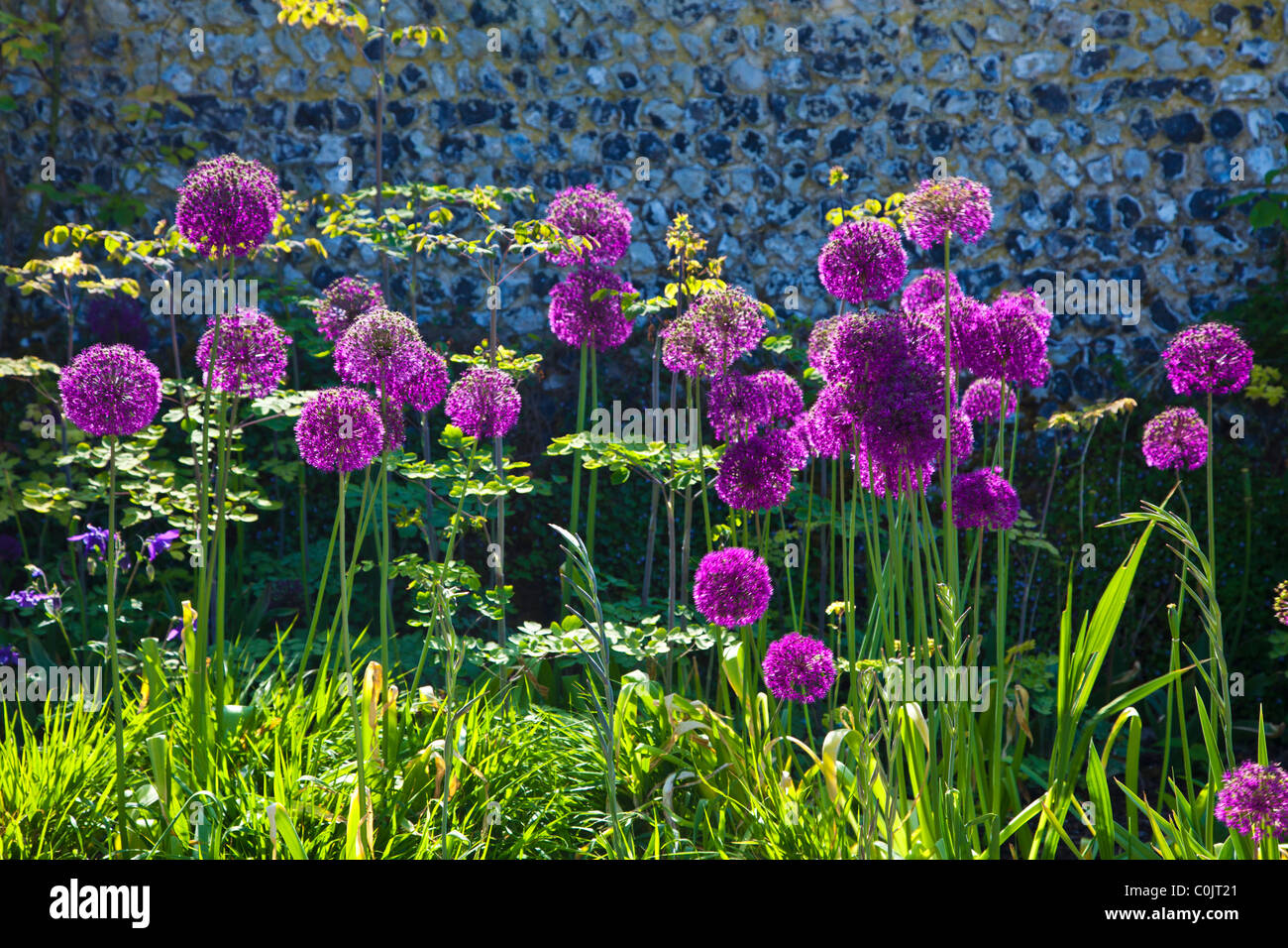 Purple onion flowers hi-res stock photography and images - Alamy