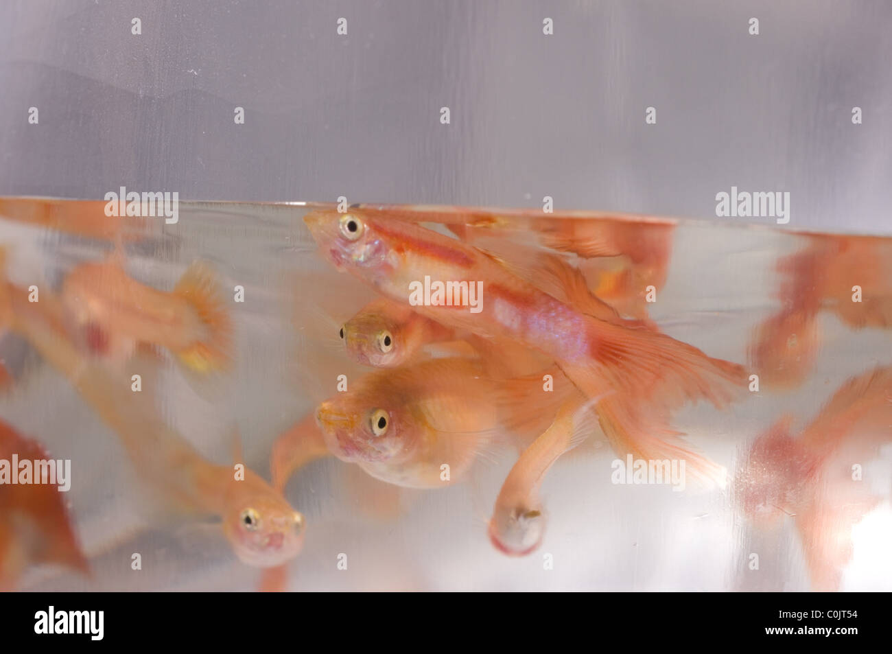 Young guppy fish (Poecilia reticulata) inside a plastic bag Stock Photo