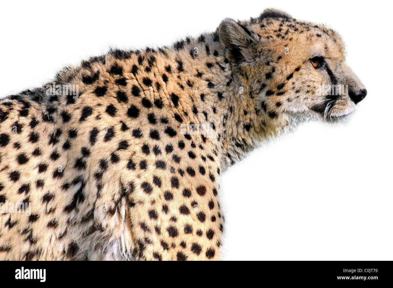 Profile portrait of African Cheetah (Acinonyx jubatus) isolated on white background Stock Photo