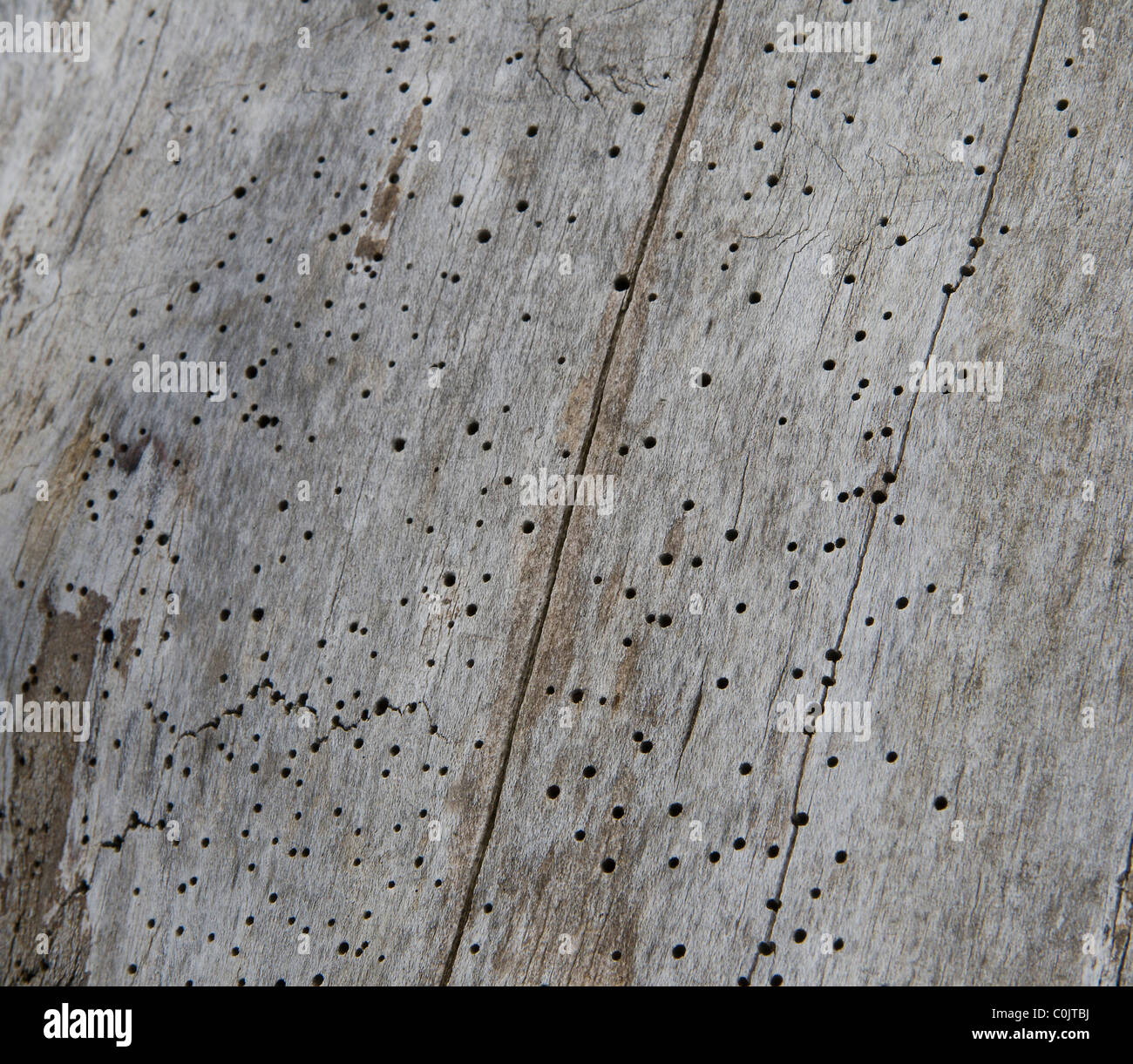 Woodworm holes hires stock photography and images Alamy