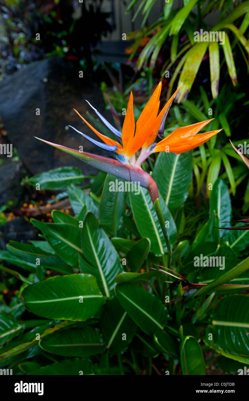 Tropical paradise hi-res stock photography and images - Alamy
